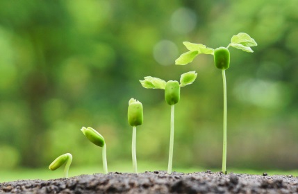 Agile Fluency & Organizational Maturity
